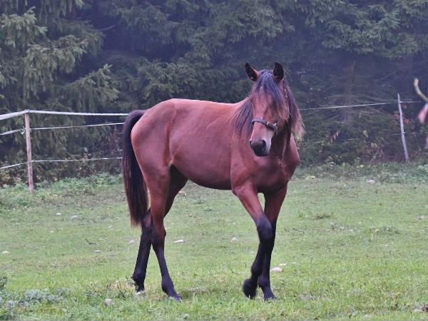 Queen De Veluwe