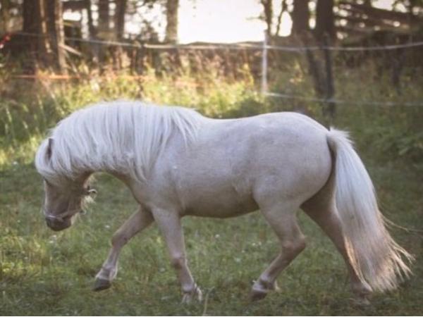 Lepomäen Legenda