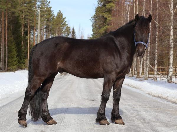 Sjö Vant*