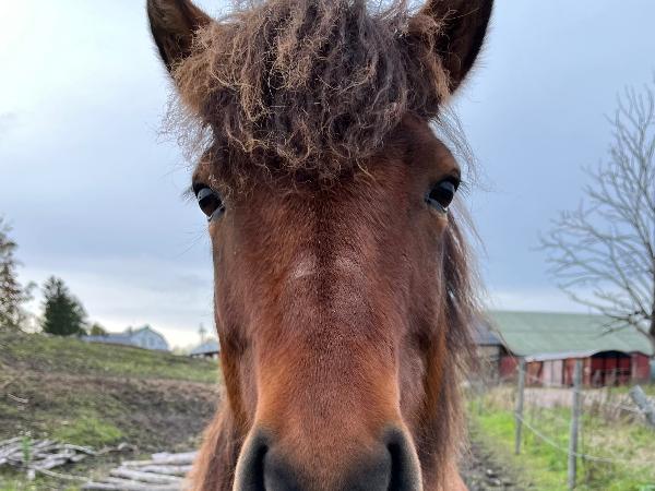 Dáð frá Fákshólum