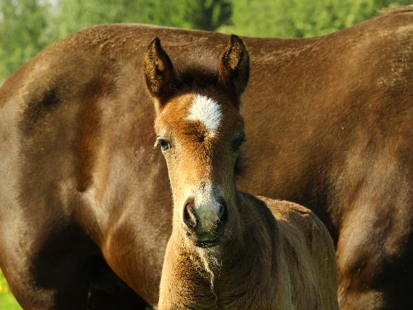 Kuiviston Yamina