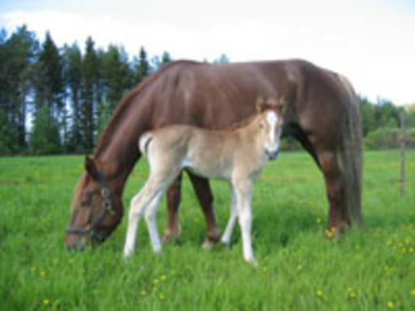 Ruska-Neiti