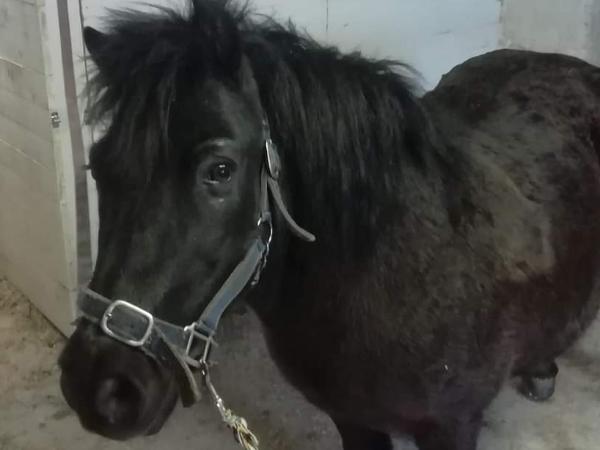 Jimmy Jumper