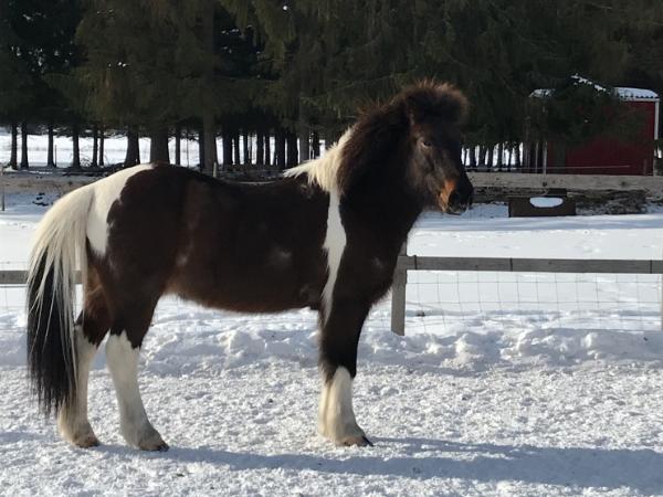Rökkvi frá Sleitustöðum