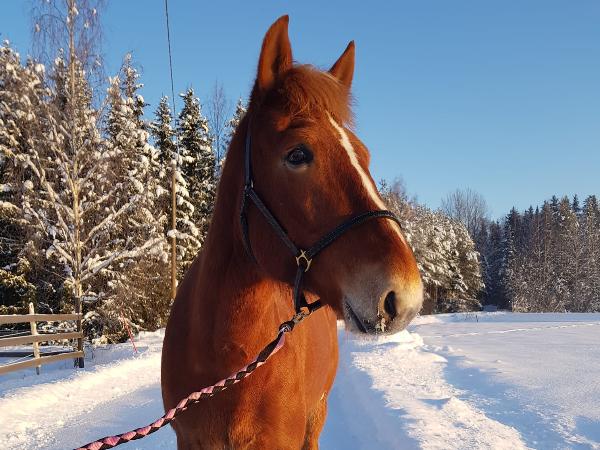 Ohikiitävää