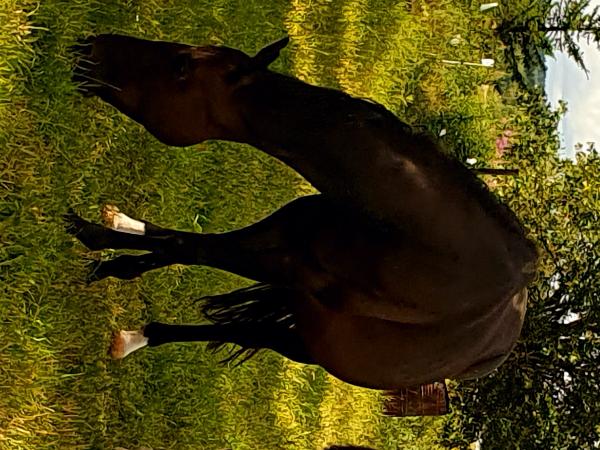 Lauries Welt