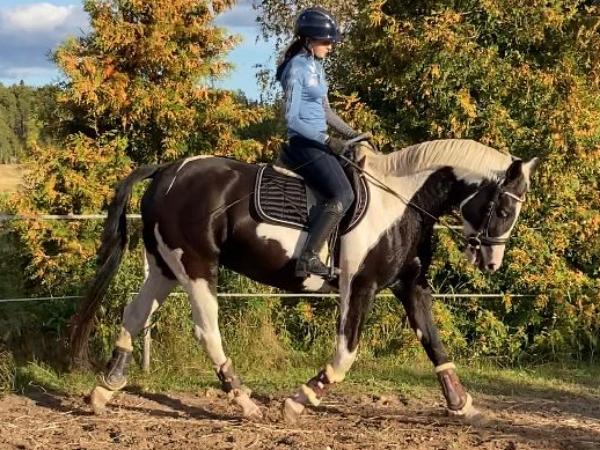 Siberian Blue Shadow