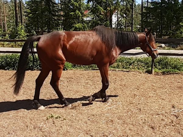 Sundsvik Samurai