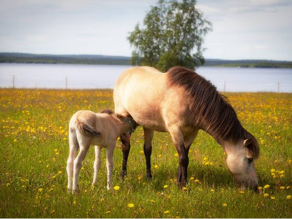 Alfa från Singö