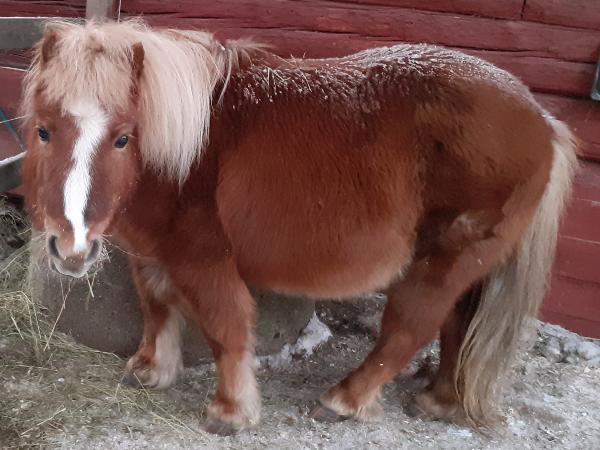 Vuorisen Elviira