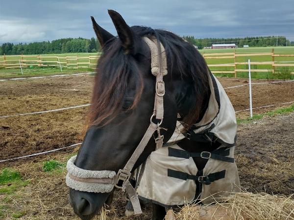 Hiske S.