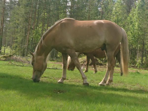 Alvar Hem