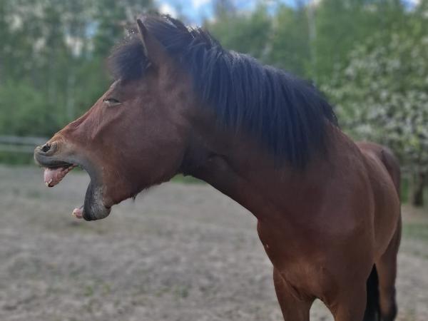 Verðugur fra Södergård