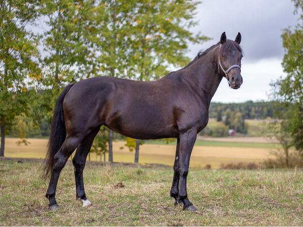Calvina