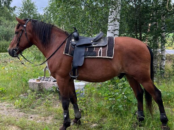 Merkki-Leevi