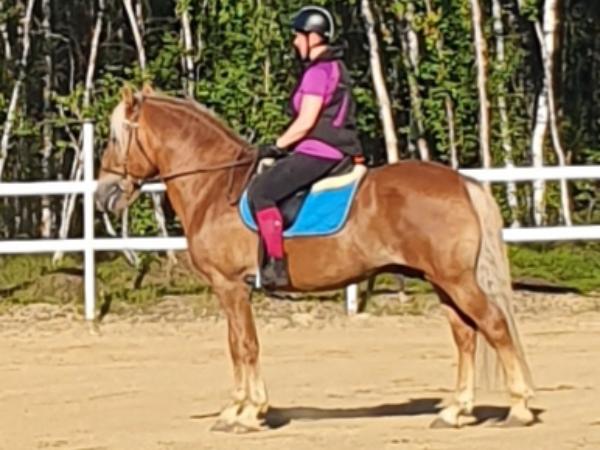 Albertin Ryöväri