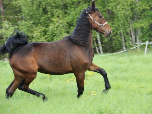 Salama Outlander