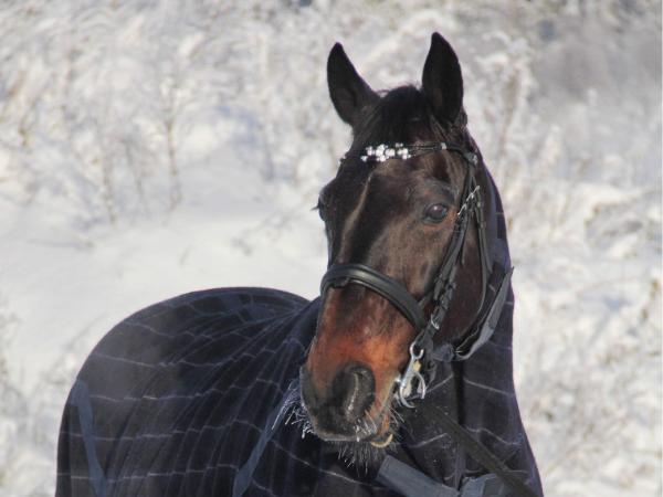 An-Betelgeuse