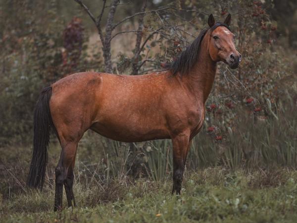 Olivea