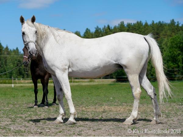 Powerfield Qui