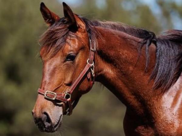 Look One Hoss