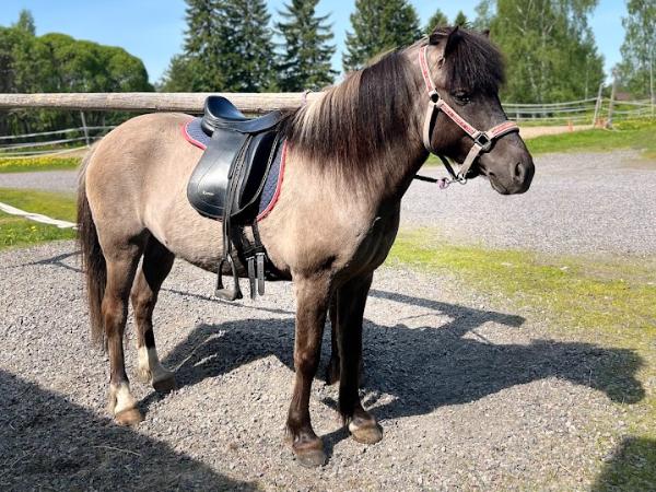 Baldur fra Kangasharju
