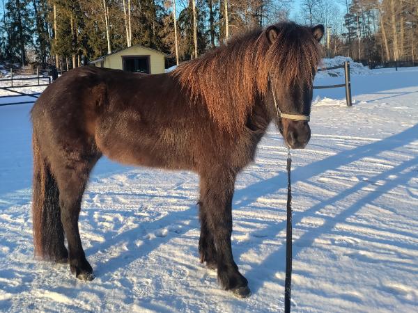 Egill fra Nevala