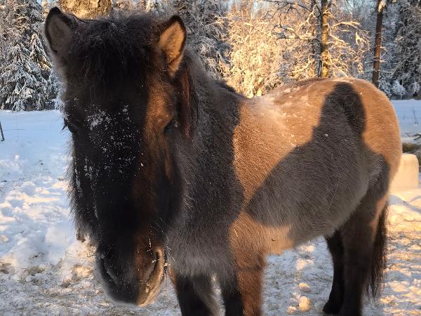 Sinna fra Morgunsol