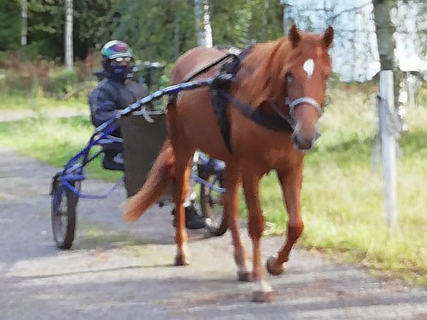 Helminen