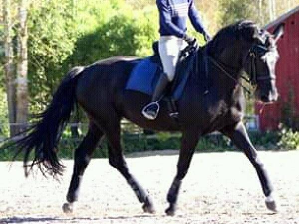 Lelle