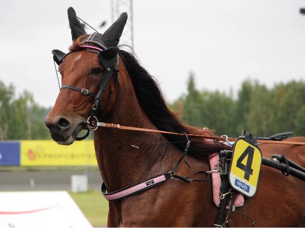 King Cruzado