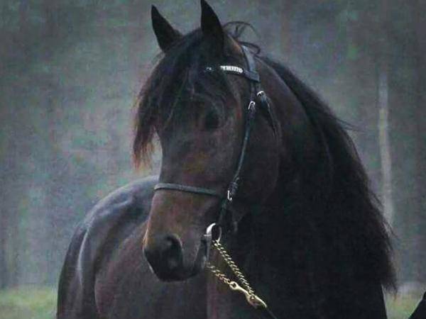 Valiente Rey