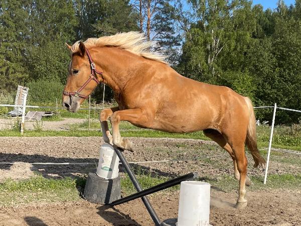 Jouppusen Veeliks