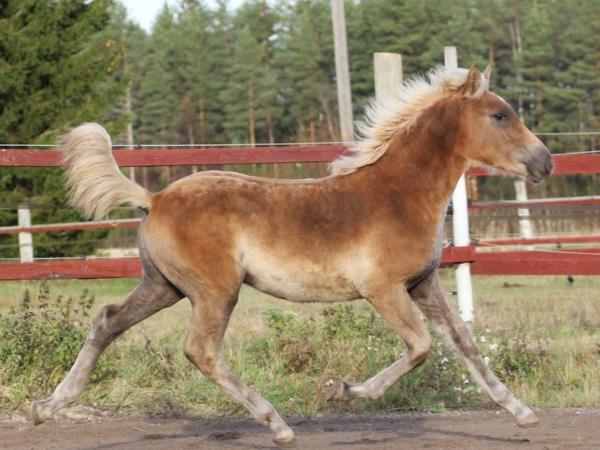 Pokariina