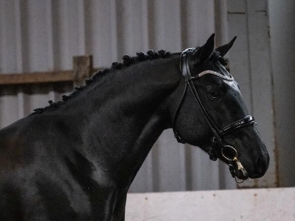 Silverleaf's Black Jack