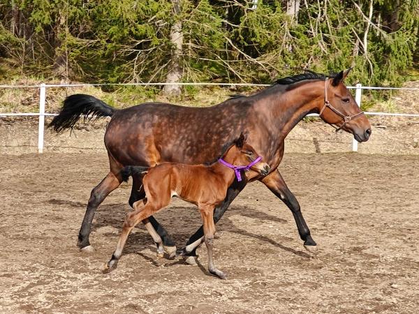Amneris Boko
