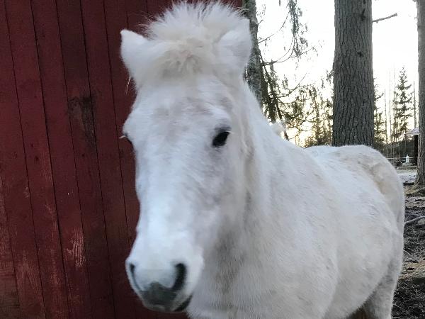Birting fra Fögruhlid
