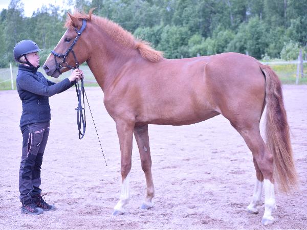 Ahtojää