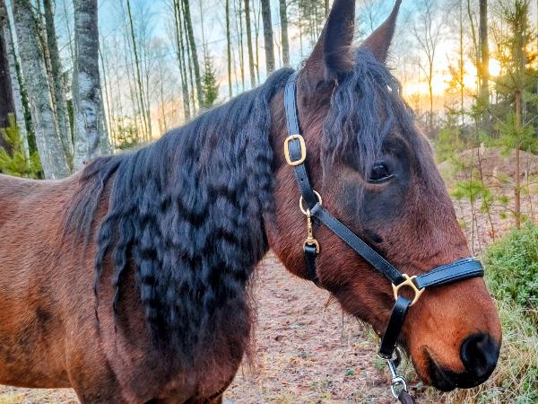 Wild Spirit