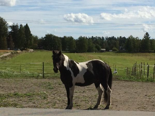 Högni fra Vindasi