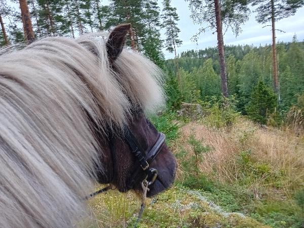 Oddi frá Miðey