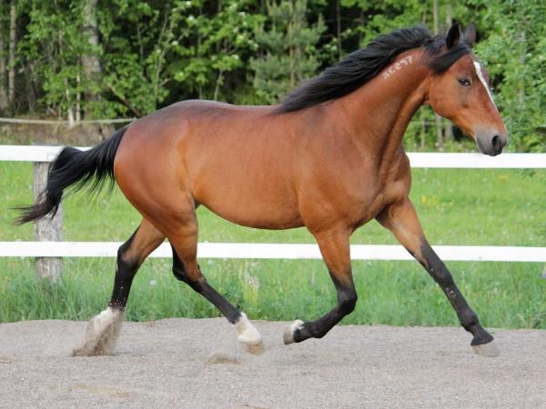 Classical Winner