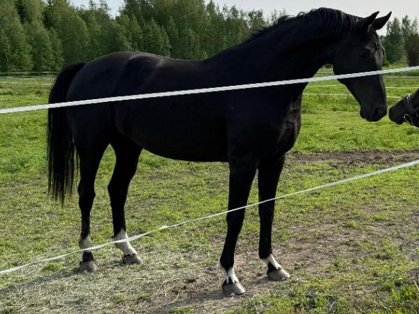 Dacara