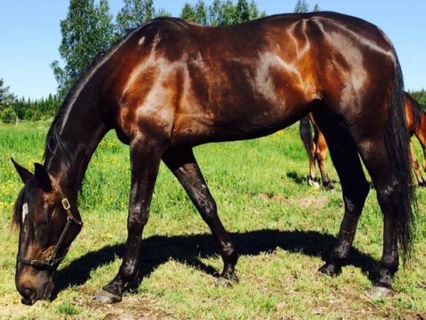 Roche' Fans