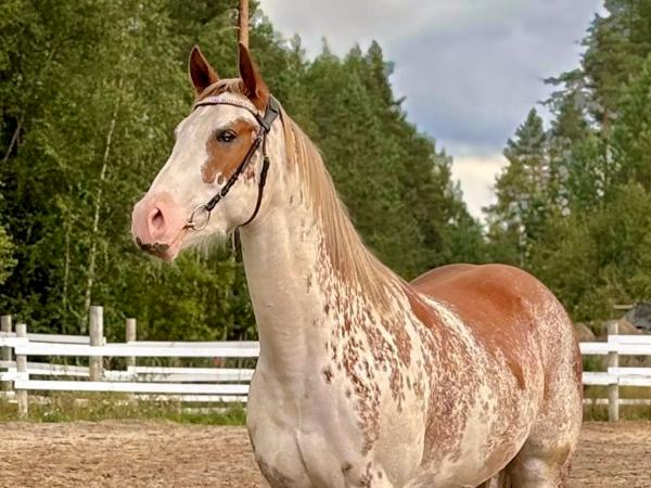 Gr Sweet Chex To Cash