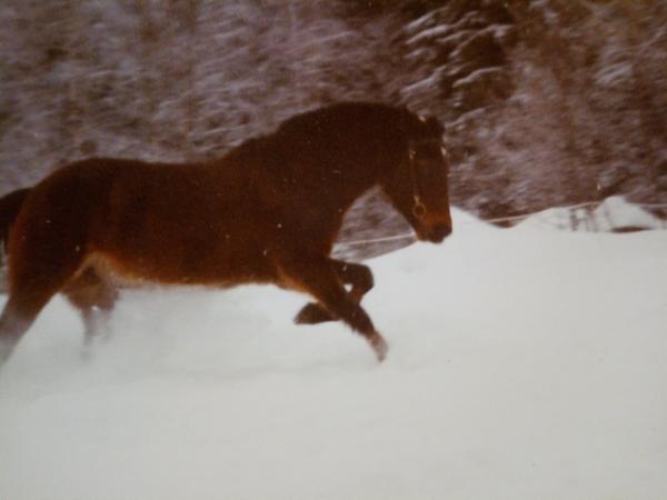 Nevele Star