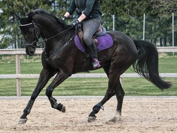 Zahir don Zorro