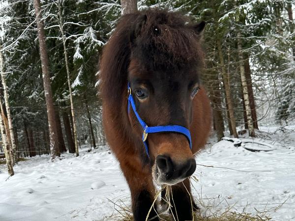 Pihlajamäen Tantor