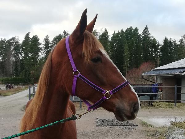 Önas Sandy