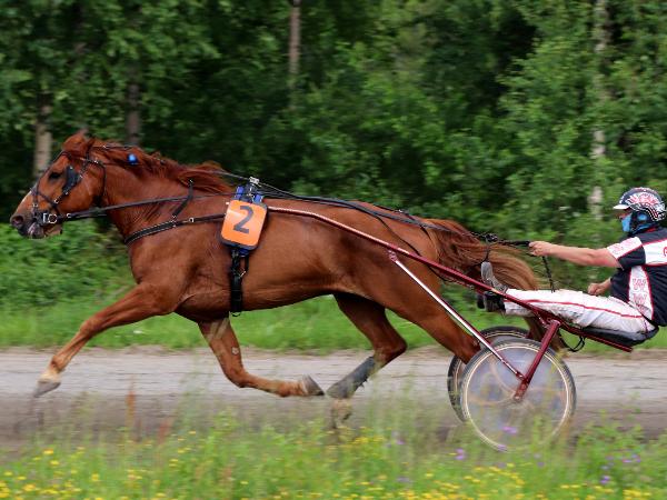 Koivikon Leevi